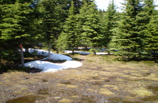 Higher up, encountering snow patches, trail to Brent Mtn 2010-07.